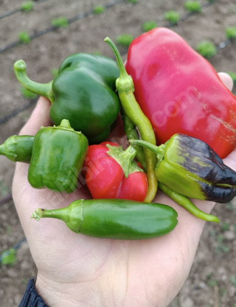 Son 1 adet kaldı Hobi Bahçesi
