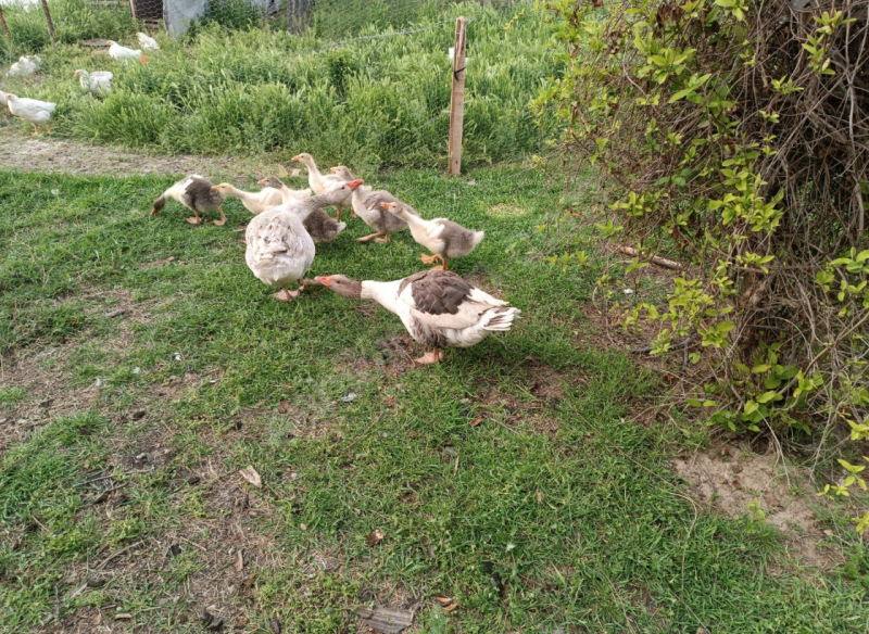 Son 1 adet kaldı Hobi Bahçesi